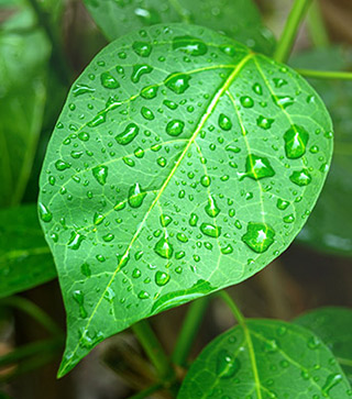 Gymnema leaf ingredient